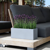smalle plantenbak met planten