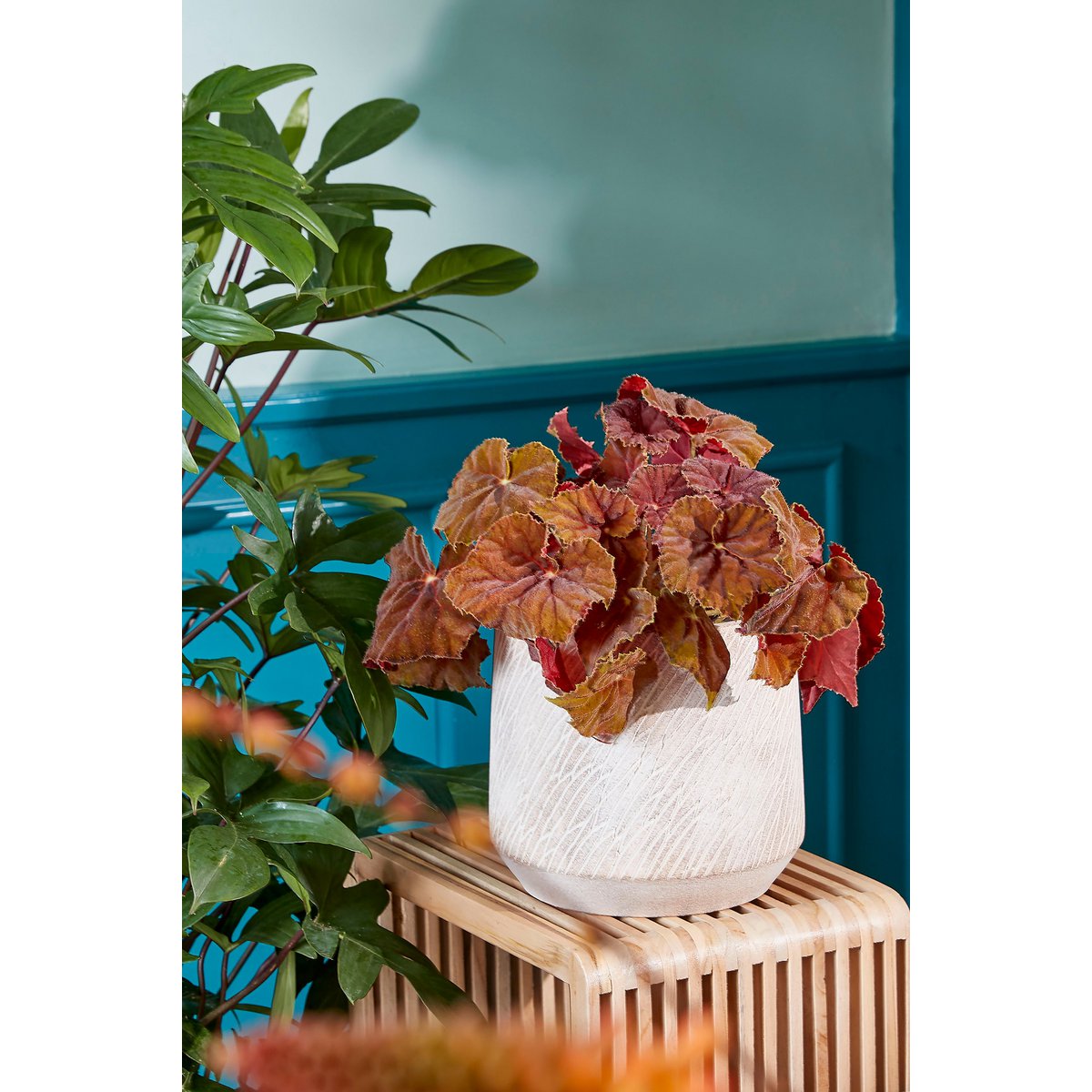 Plantentafel hout met planten
