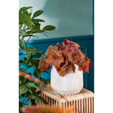 Plantentafel hout met planten