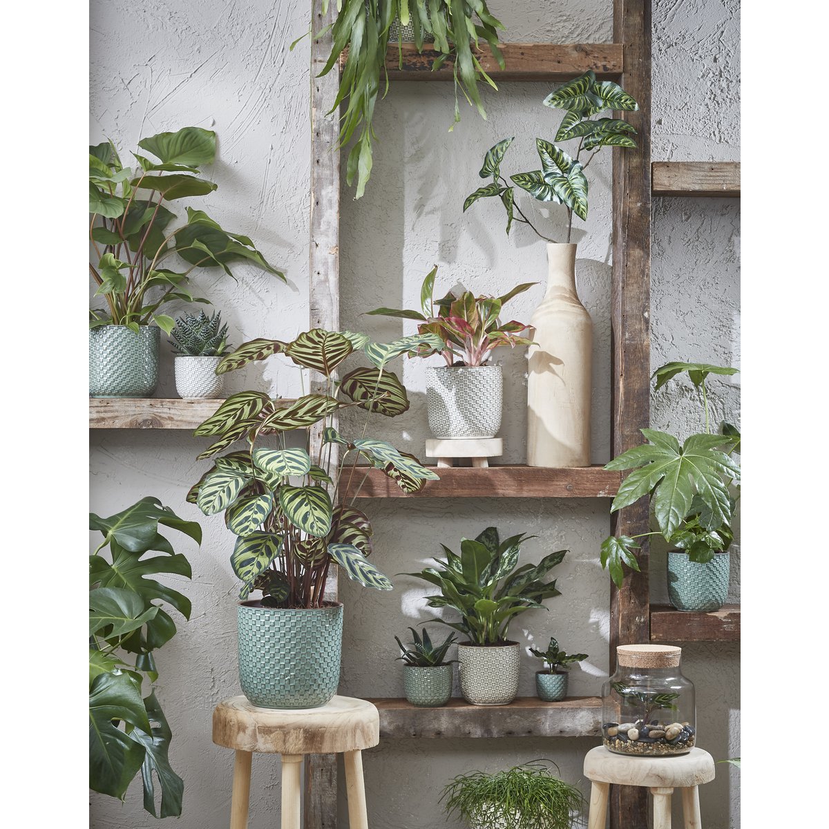 Planten in een kast