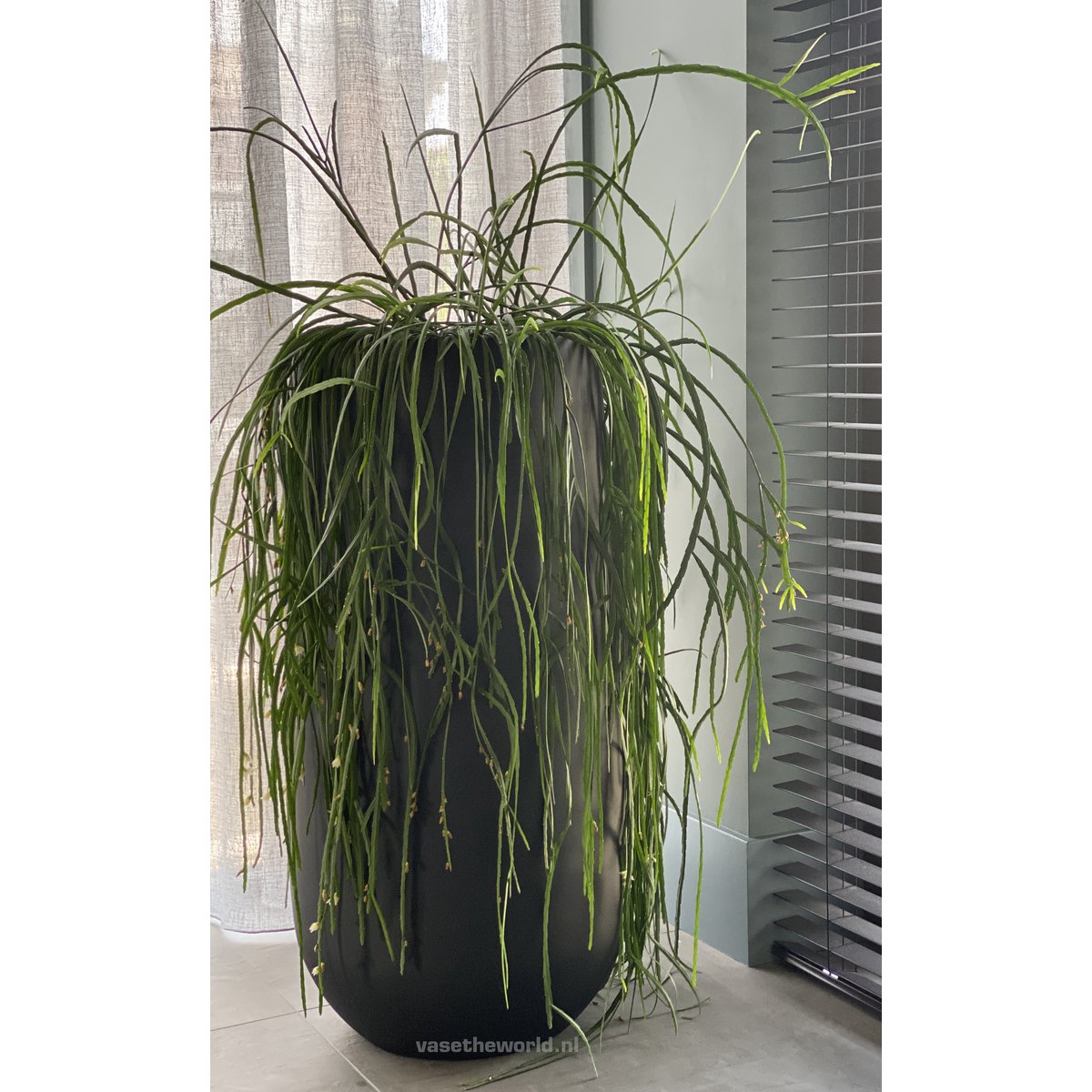 Smalle bloempot zwart met plant erin