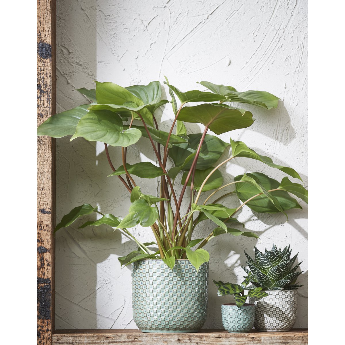 Kleine bloempot met plant